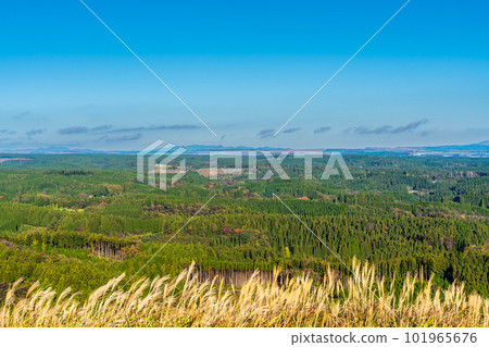 Autumn leaves of grass from Mt. Ogi Observatory (west side) [Aso City, Kumamoto Prefecture] 101965676