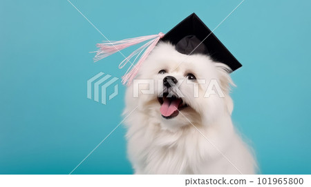 Cute dog in graduation cap. Illustration AI Generative 101965800