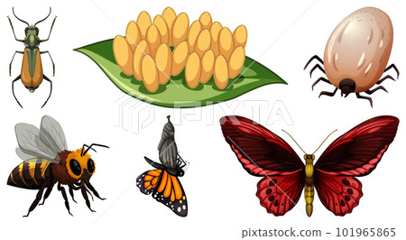 Collection of different insects vector Collection of different insects vector 101965865