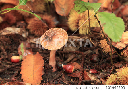 Close-up on an Amanita pantherina Close-up on an Amanita pantherina 101966203