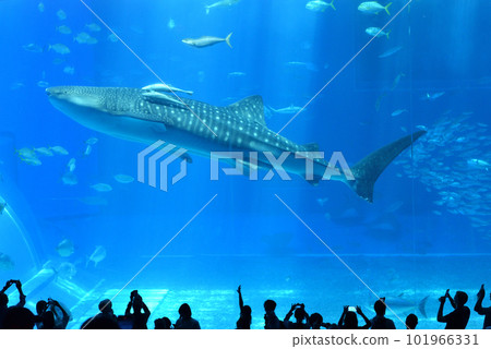 在美麗海水族館游泳的鯨鯊 在美麗海水族館游泳的鯨鯊 101966331