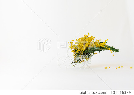 Bouquet of yellow mimosa flowers in a decorative bicycle vase on a white background. The concept of Women's Day or Mother's Day with a copy space Bouquet of yellow mimosa flowers in a decorative bicycle vase on a white background. The concept of Women's Day or Mother's Day with a copy space 101966389