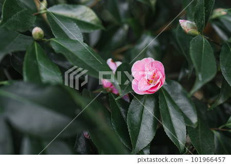 Pink camellia flowers on an evergreen tree in the park Pink camellia flowers on an evergreen tree in the park 101966457