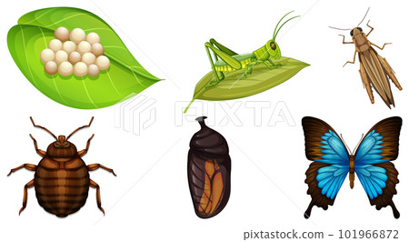 Collection of different insects vector Collection of different insects vector 101966872