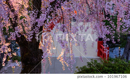 Hirosaki Castle Spring Evening Takaoka Bridge Illuminated, Aomori Prefecture Hirosaki Castle Spring Evening Takaoka Bridge Illuminated, Aomori Prefecture 101967106