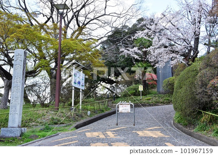 Sano City Shiroyama Park (Sano Castle Ruins) Walking path entrance, cherry blossoms in full bloom and fresh greenery Sano City Shiroyama Park (Sano Castle Ruins) Walking path entrance, cherry blossoms in full bloom and fresh greenery 101967159