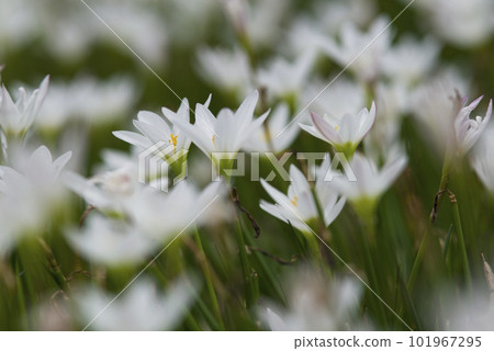 White flowers of autumn zephyrlily are in bloom in the park. The scientific name is Zephyranthes candida. 101967295