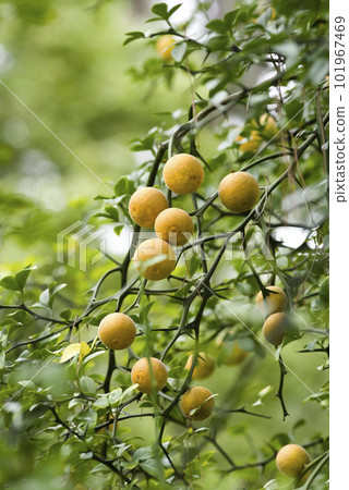 Round fruits are growing on the trifoliate orange tree. The scientific name is Poncirus trifoliata. 101967469