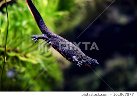 水族館裡的紅腹蠑螈 101967877