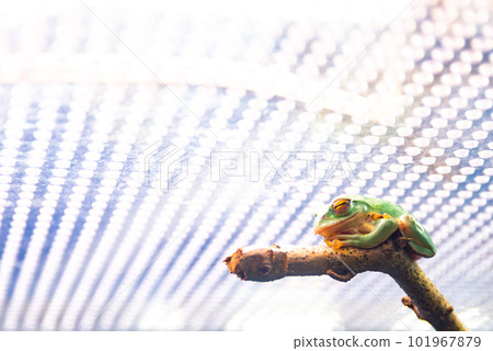 Schlegelian tree frog in aquarium Schlegelian tree frog in aquarium 101967879