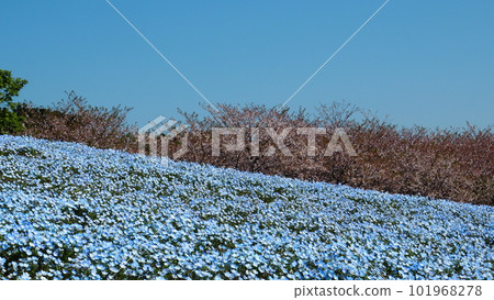 Nemophila flowers and cherry blossoms under the blue sky Nemophila flowers and cherry blossoms under the blue sky 101968278