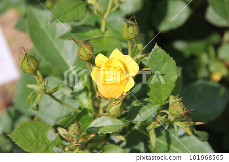 rose(玫瑰)/黃玫瑰 rose(玫瑰)/黃玫瑰 101968565