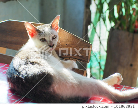 cute domestic cat lies on table and looking at camera.Portrait lovely cat. 101968951