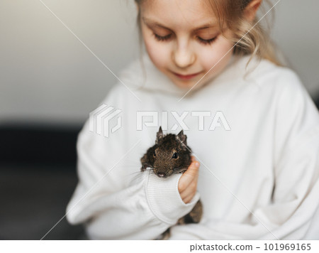 Little girl playing with small animal degu squirrel. Little girl playing with small animal degu squirrel. 101969165