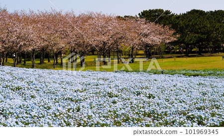 Park where nemophila flowers and cherry blossoms bloom Park where nemophila flowers and cherry blossoms bloom 101969345