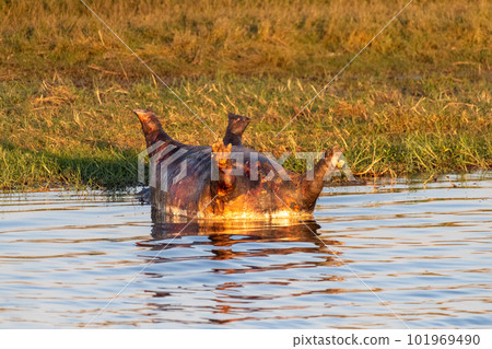 Dead hippo in Chobe National park Dead hippo in Chobe National park 101969490