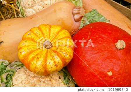 Stack of winter squashes on a market stall 101969840