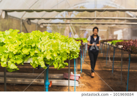 Closeup of fresh green oak lettuce in organic Farm. Closeup of fresh green oak lettuce in organic Farm. 101969884