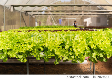 Closeup of fresh green oak lettuce in organic Farm. Closeup of fresh green oak lettuce in organic Farm. 101969885