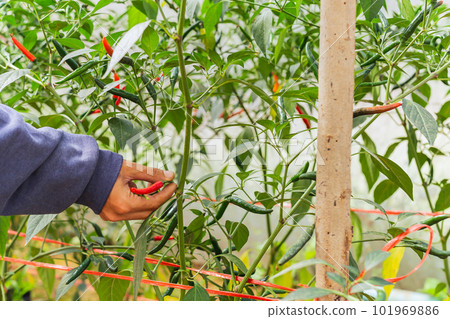 Farmers hand picking ripe small red chili in organic vegetable garden. 101969886