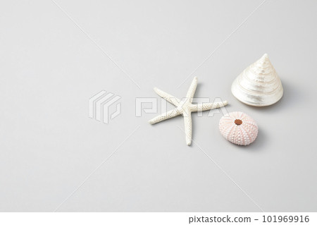 various and colorful seashell isolated on white background various and colorful seashell isolated on white background 101969916