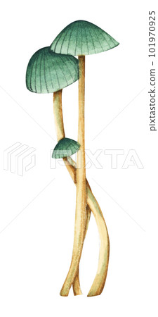 Seaweeds. Underwater ocean plants, sea coral elements. Watercolor illustration. Seaweeds. Underwater ocean plants, sea coral elements. Watercolor illustration. 101970925