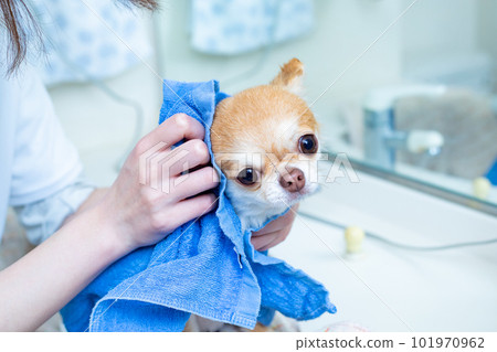 Dog drying after shampoo 101970962