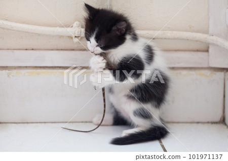 Black and white kitten eating a gecko 101971137
