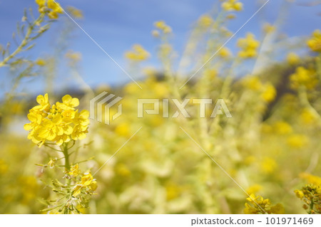 bright yellow flower 101971469