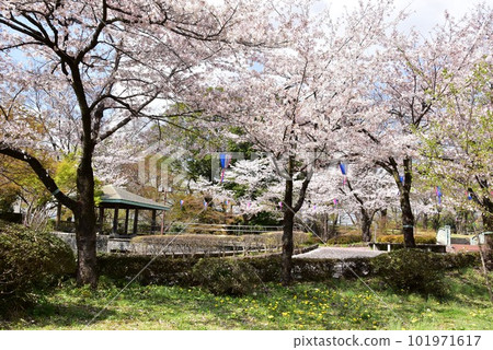 佐野市城山公園(佐野城跡) 步行道、櫻花盛開和涼亭 佐野市城山公園(佐野城跡) 步行道、櫻花盛開和涼亭 101971617