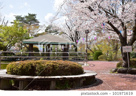 佐野市城山公園(佐野城跡) 步行道、櫻花盛開和涼亭 佐野市城山公園(佐野城跡) 步行道、櫻花盛開和涼亭 101971619