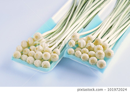 Wild vegetables, nobiru (wild garlic) 101972024
