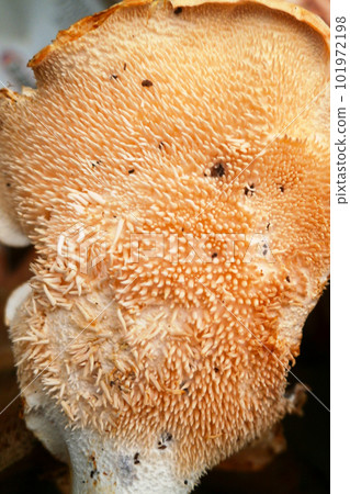 Spore spines of a Hedgehog mushroom Spore spines of a Hedgehog mushroom 101972198