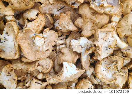 Stack of Hedgehog mushrooms upside down Stack of Hedgehog mushrooms upside down 101972199