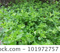 spring grass. edible weeds. dense greens. 101972757