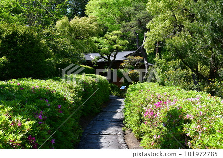 Okura Park in spring 101972785