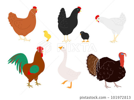 Farm bird species 101972813