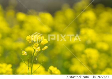Rapeseed field Rapeseed field 101972845