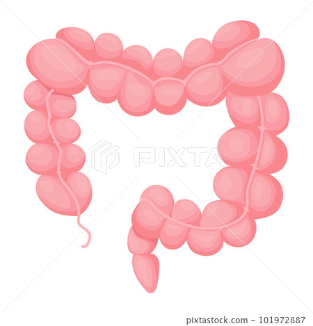 Colon. Human organ. Gastrointestinal tract. Vector illustration in flat cartoon style. Anatomy concept. Colon. Human organ. Gastrointestinal tract. Vector illustration in flat cartoon style. Anatomy concept. 101972887