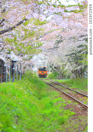 前往櫻花盛開的青森縣蘆野公園站的津輕鐵道 Run Meros 列車 前往櫻花盛開的青森縣蘆野公園站的津輕鐵道 Run Meros 列車 101972959