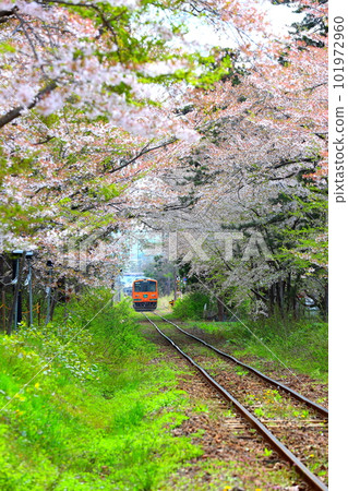 前往櫻花盛開的青森縣蘆野公園站的津輕鐵道 Run Meros 列車 前往櫻花盛開的青森縣蘆野公園站的津輕鐵道 Run Meros 列車 101972960