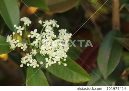 大麻moi花 大麻moi花 101973414