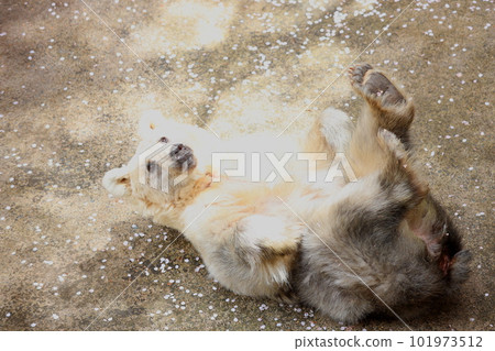 青森縣蘆野公園蘆野兒童動物園裡的一隻棕熊 Yon-chan。 青森縣蘆野公園蘆野兒童動物園裡的一隻棕熊 Yon-chan。 101973512