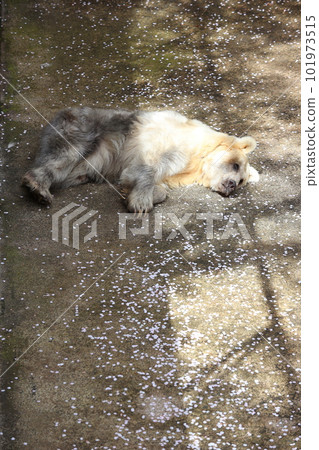 青森縣蘆野公園蘆野兒童動物園裡的一隻棕熊 Yon-chan。 青森縣蘆野公園蘆野兒童動物園裡的一隻棕熊 Yon-chan。 101973515