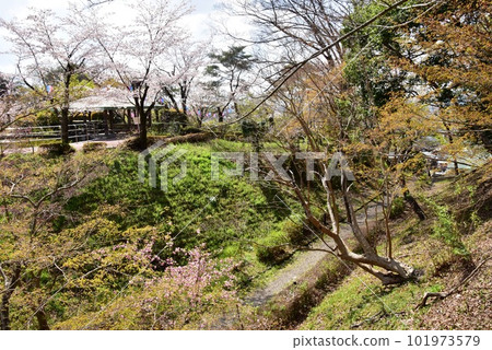 Sano City Shiroyama Park (Sano Castle Ruins) Horikiri and cherry blossoms in full bloom Sano City Shiroyama Park (Sano Castle Ruins) Horikiri and cherry blossoms in full bloom 101973579