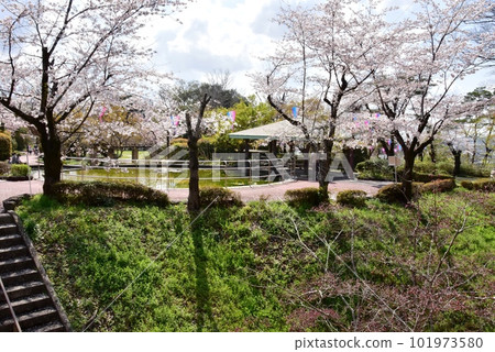 Sano City Shiroyama Park (Sano Castle Ruins) Horikiri and cherry blossoms in full bloom Sano City Shiroyama Park (Sano Castle Ruins) Horikiri and cherry blossoms in full bloom 101973580