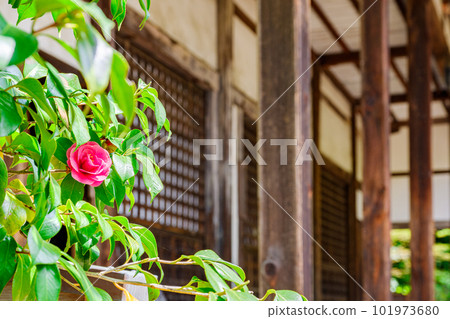 [Nara Prefecture] Byakugoji Temple in Nara City (taken on April 11, 2023) 101973680