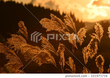 Pampas grass shining golden in the setting sun 101973738