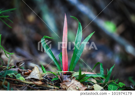 Green oblong green grass leaves with one red in the center standing on a hill as if dancing Green oblong green grass leaves with one red in the center standing on a hill as if dancing 101974179
