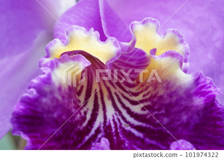 Cattleya lueddemanniana Progenitor of Cattleya Cattleya lueddemanniana Progenitor of Cattleya 101974322